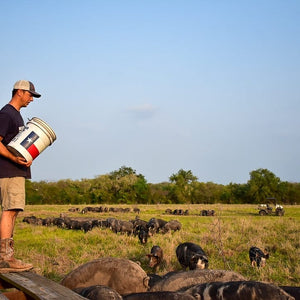 Texas Hog Herd: Feeding Time on Open Pasture