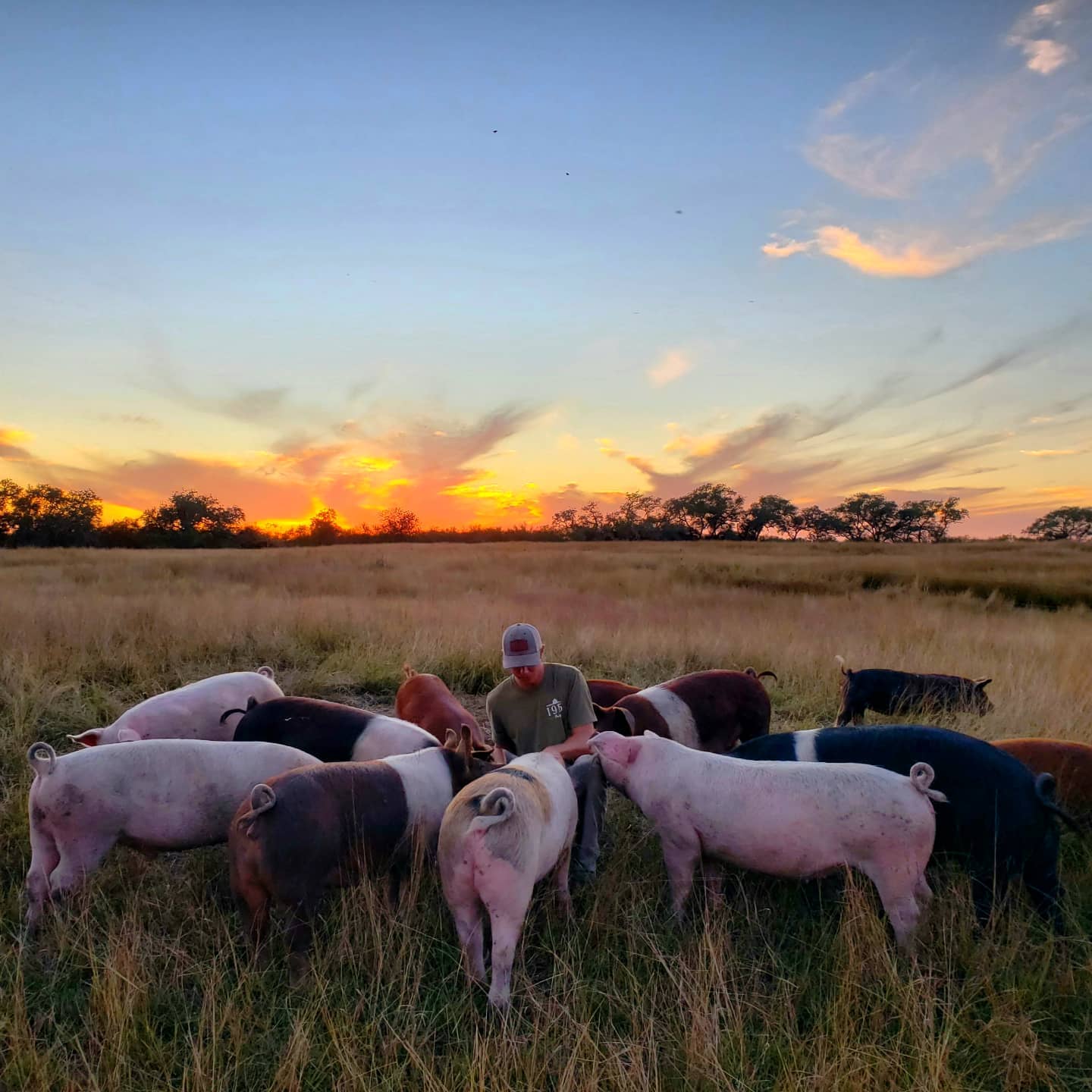 Golden Hour with the Hog Herd