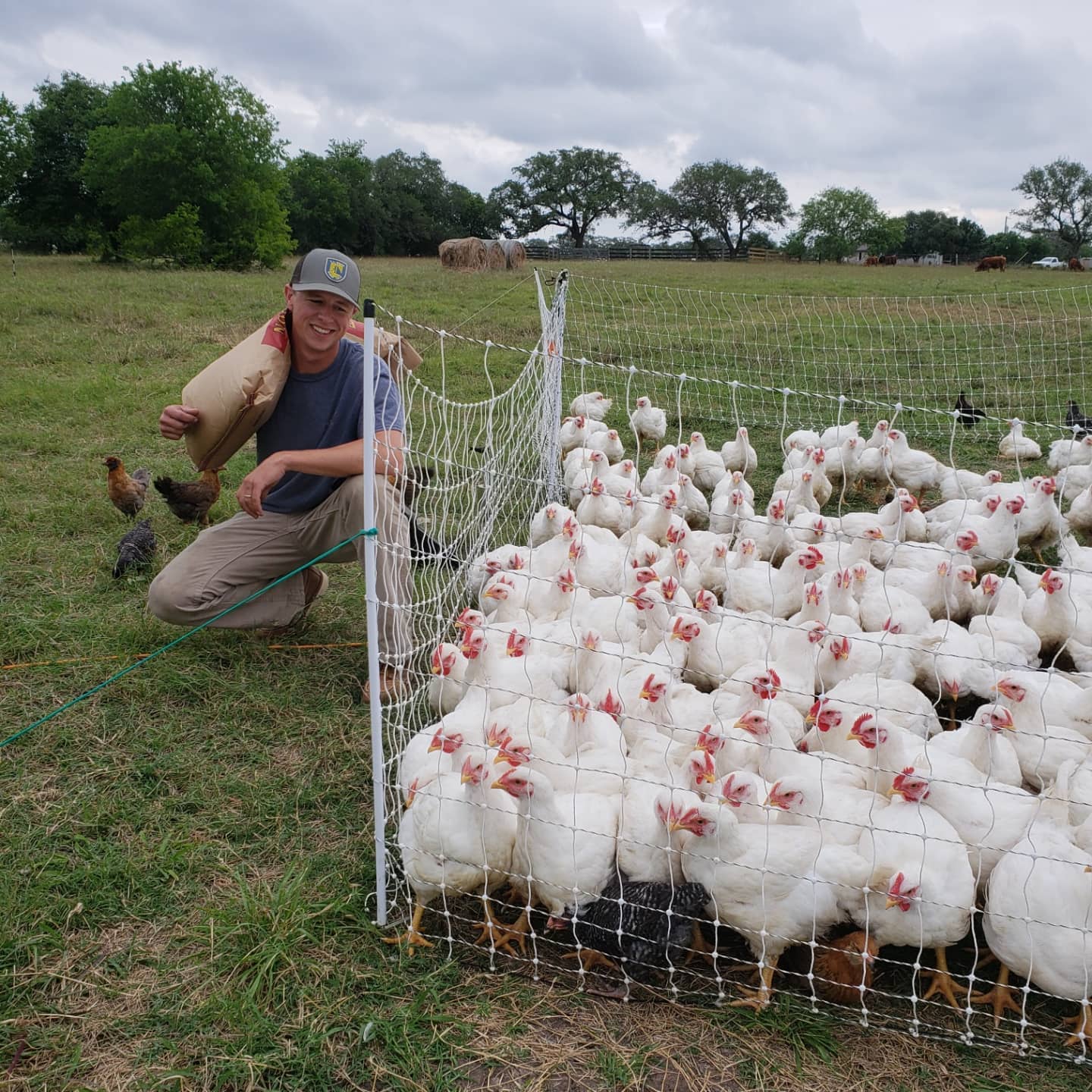 Pasture-Raised Chickens at Farm 1701