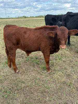 Winter Calving Season at Farm 1701
