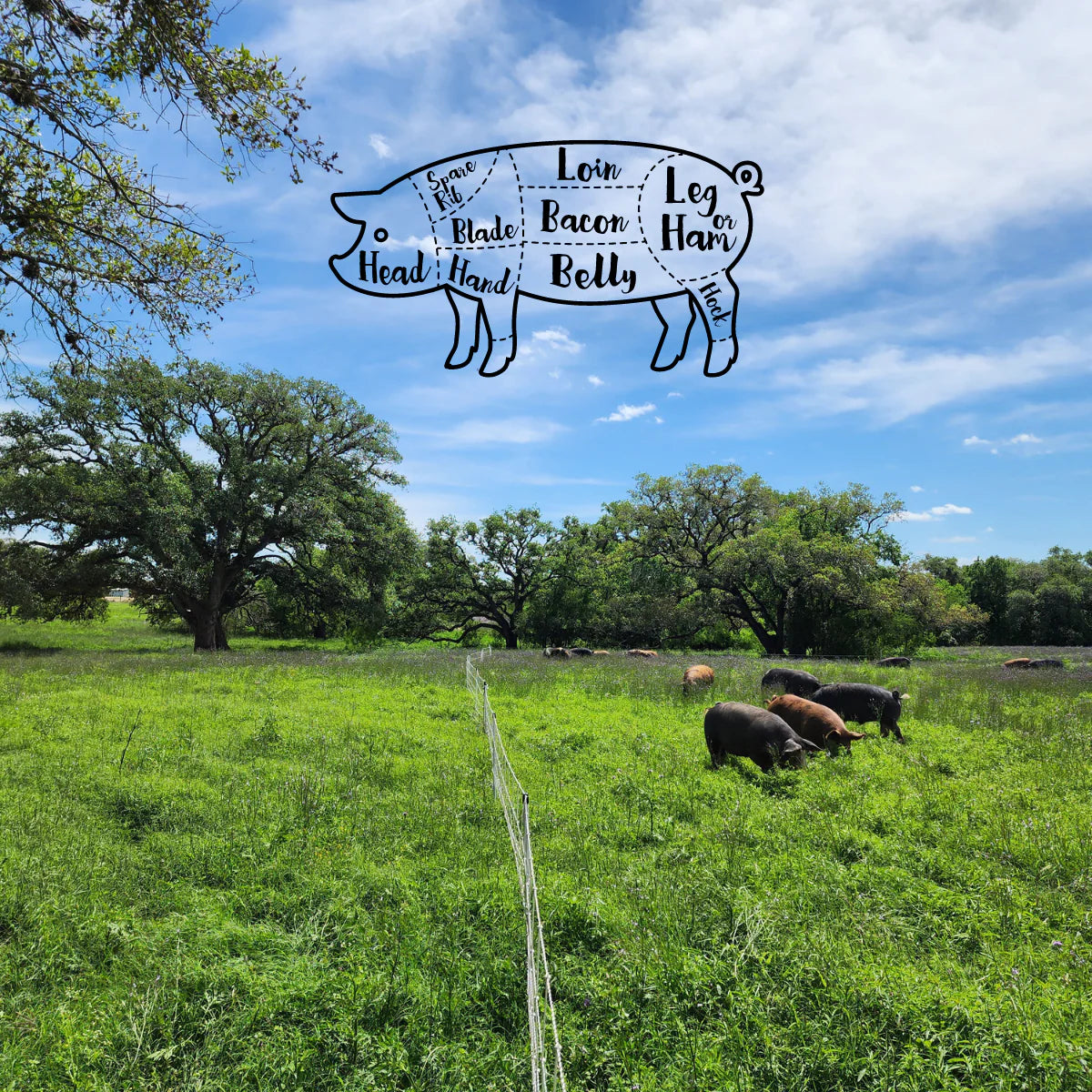 Whole & Half (Side) of Pasture Raised Pork - Limited Time Only!
