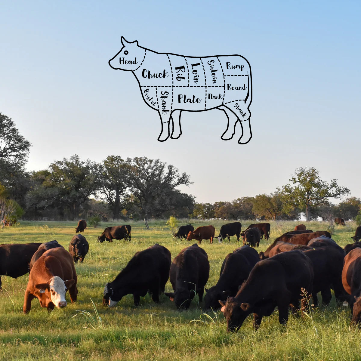 Whole & Half (Side) of Grassfed Beef - Limited Time Only!